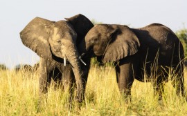 African Elephants african elephants, honeybees, beehive fences
