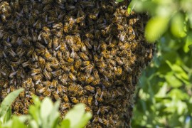 Swarm of Honeybees bee swarm, fighter jet, honeybees, winter