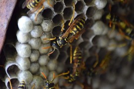 Yellow Jackets yellow jackets, nests, honeybees