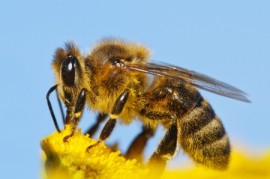 honeybees Virginia Tech, honeybees, bees, aging