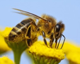 Honeybee pollinator, mites, pest, endangered species list, honeybees