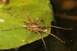 Fishing Spider Fishing Spider, Honeybees, Defense, Colony