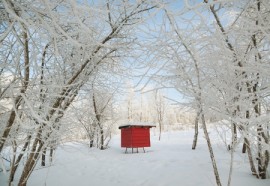 Winter, Bees, Survival, Breeding, WSU