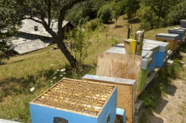 Beekeeping beekeepers, Louisiana, honeybees