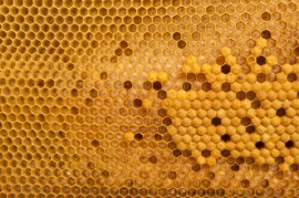 honeybee brood cells Honeybee Brood, Food Source