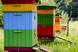 Honeybee Hives Hives, Beekeeping, Indiana