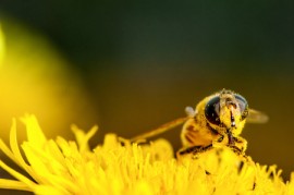Honeybees bee, collecting, pollen, flower, crops, chemical, winter