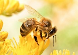 Honeybees Honeybees, Pollinator, Bee, Origin
