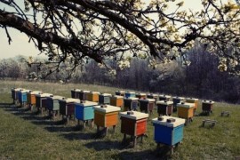 Bee Hives Bee, Hives,Mumbai, Beekeeping,