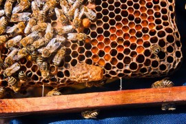 Beehive honeybees,