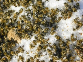 Honeybees Winter, Honeybees, Vandalism, vandalism