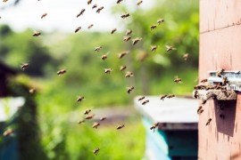 Honeybees honey, honeybees, bees