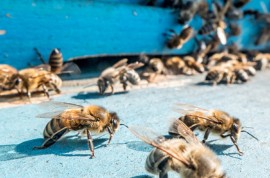 Honeybees beehive, small hive beetle, bees, fungus, manuka honey