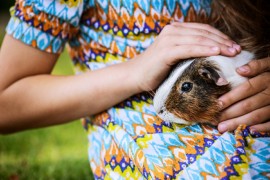 Guinea Pigs Guinea Pig, Pet, Care, Treatment