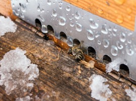 Winter Beekeeper, Bee, Honey, Warm Winter