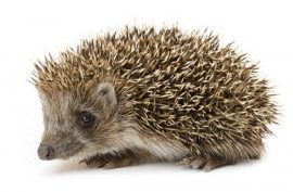Hedgehog Manuka honey, Pet Care, Hedgehog