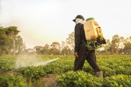 Pesticides pesticide, honeybee fight,