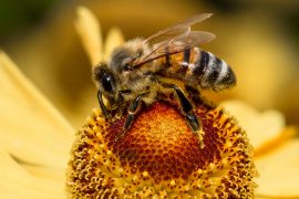 Honeybees SAS Institute, honeybees, honey, beekeeping