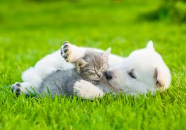 New Kitten kitten, Manuka honey, pet care
