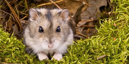 chinese dwarf hamster cage