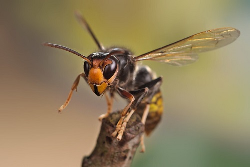 Honey Bee-Eating Hornets Found in Washington - Manuka Honey USA