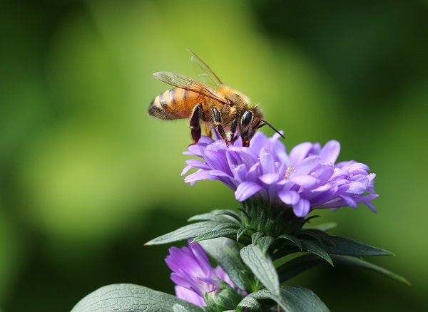 PSU Pollinator Project Supports Biodiversity